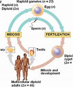 Image result for Biology Human Reproduction