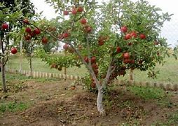 Image result for Semi-Dwarf Domestic Apple Tree