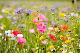 Image result for Summer Flowers Pictures Free