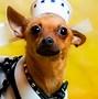 Image result for Dog Halloween Costume Ideas
