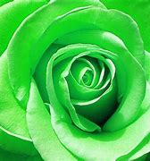 Image result for Cool Roses