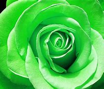 Image result for iPhone X Rose