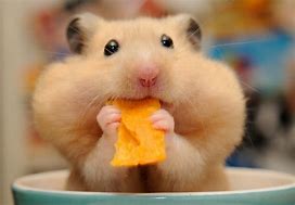 Image result for Hamster Wallpaper HD