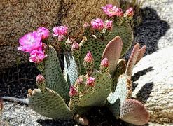 Image result for Desert Plants Cactus Flower