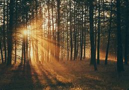 Image result for Sunbeams in Forest