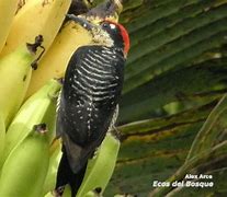 Image result for Melanerpes pucherani