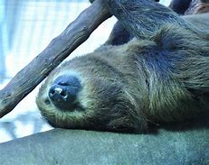 Image result for Ice Age Sid the Sloth Sleeping