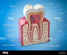 Image result for Dental Tooth Anatomy