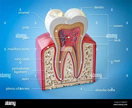 Image result for Human Tooth Anatomy Diagram
