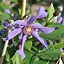 Image result for Building a Trellis for Clematis
