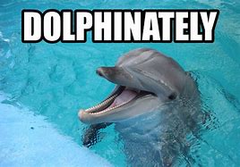 Image result for Dolphine Memes