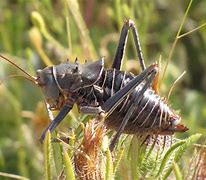 Image result for Cricket Insect Vector