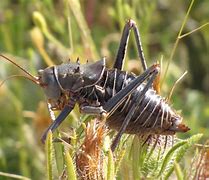 Image result for Hatched Crickets