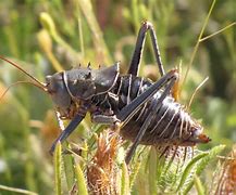 Image result for Banded Crickets