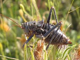 Image result for Cricket Insect Minimal