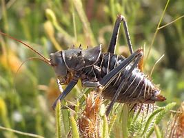 Image result for Cricket Insect Face