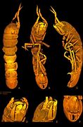 Image result for Isopod Species