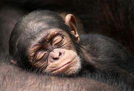 Image result for Cute Monkey Sleeping