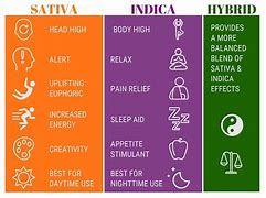 Image result for Marijuana Strains and Effects