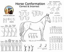 Image result for Horse Conformation