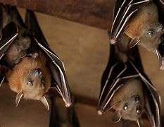 Image result for Hanging Upside Down Bat Activity