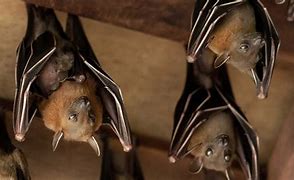Image result for Hanging Upside Down Bat Activity