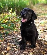 Image result for Cierny Labrador