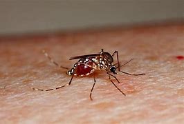 Image result for Why Do Mosquitoes Drink Blood
