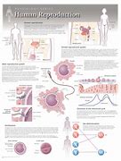 Image result for Anatomy and Physiology of Reproduction
