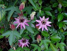 Image result for Passiflora Victoria