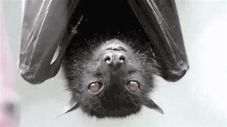 Image result for Animated Bat