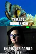 Image result for Triggerfish Meme