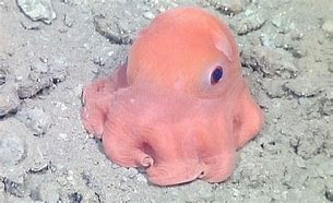 Image result for Pink Dumbo Octopus