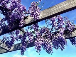 Image result for wisteria vines