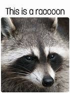 Image result for Raccoon Face Meme