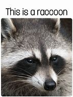 Image result for Scary Raccoon Meme