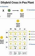 Image result for Monohybrid and Dihybrid Cross