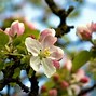 Image result for HD Wallpaper Winter Flowers and Apple's