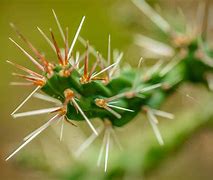 Image result for Plants with Sharp Needles