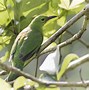 Image result for Green Leaf Bird