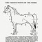 Image result for American Brabant Horse Conformation
