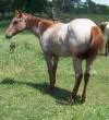 Image result for Roan Red Western Horse