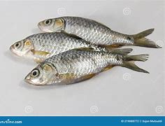Image result for Swamp Fish