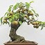 Image result for Grape Bonsai Tree