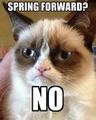 Image result for Grumpy Cat Yes Meme