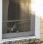 Image result for Cat Looking Out Window Meme
