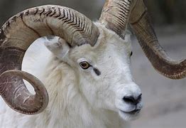 Image result for Common Types of Ram