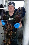 Image result for Largest Lobster Ever Caught in Maine