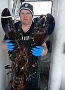 Image result for Largest Lobster Ever Caught Photos