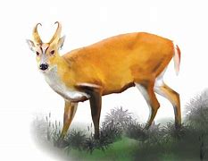 Image result for Leaf Deer